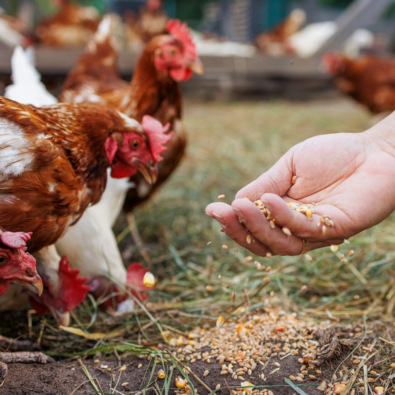farmer feeds chickens with grain by hand on eco poultry farm, Feeding chickens on the farm